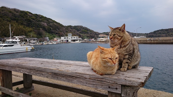 福岡県の猫の島 相島 へ 猫に癒され 史跡と絶景を巡る旅 続マナムスメと今日もゆく