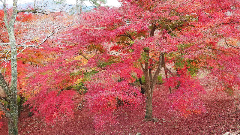 桜と紅葉の名所 尾関山公園 紅葉の絨毯も美しい アクセスや駐車場も 続マナムスメと今日もゆく