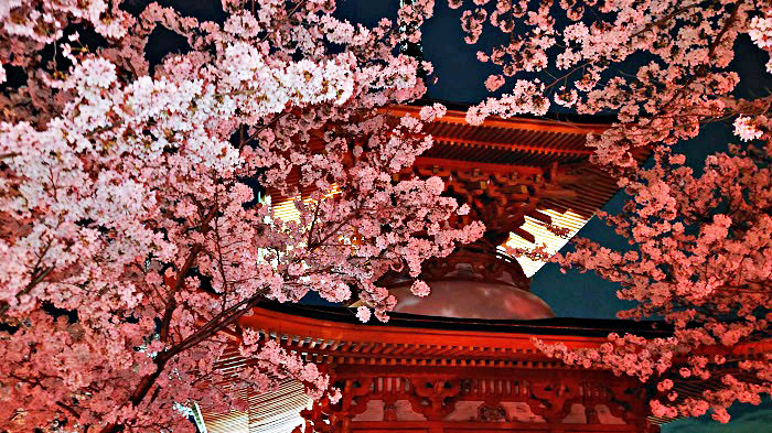 宮島の多宝塔と桃林の桜が絶景 夜桜ライトアップで魔法のような一夜を 続マナムスメと今日もゆく