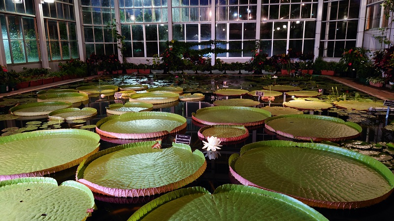広島市植物公園21年夏の夜間開園 幻想的な夜の花に魅了されました 続マナムスメと今日もゆく